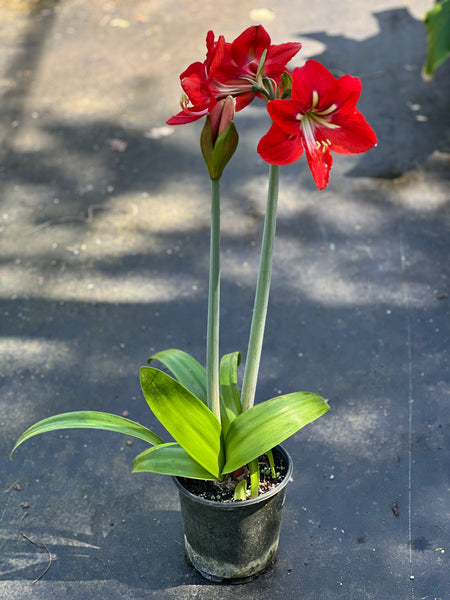 Hippeastrum puniceum (1 gallon)