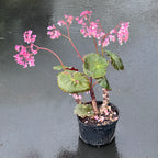 Begonia 'Plum Gorgeous'