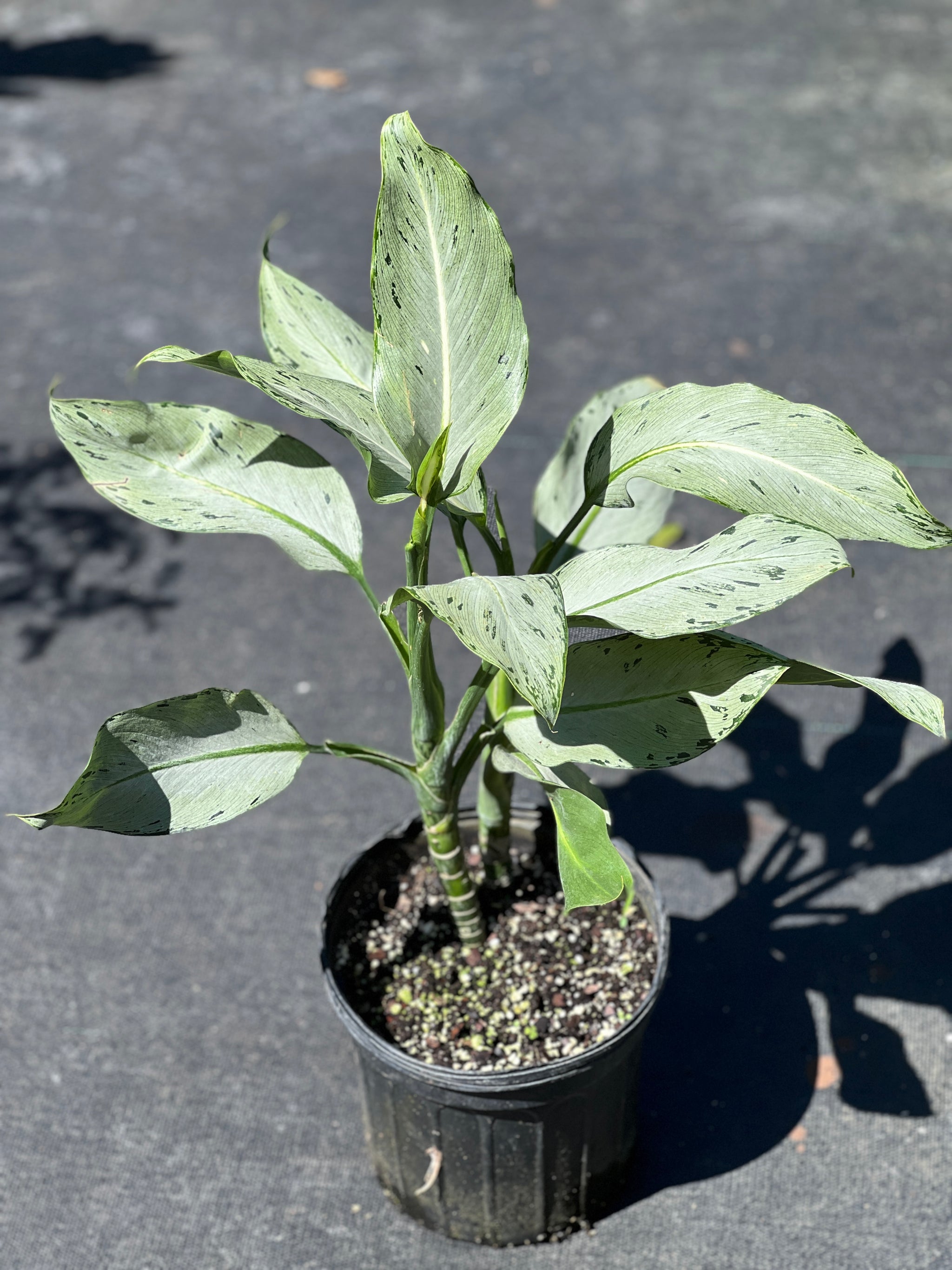 Aglaonema sp. (Silver with green speckles) – Fairchild