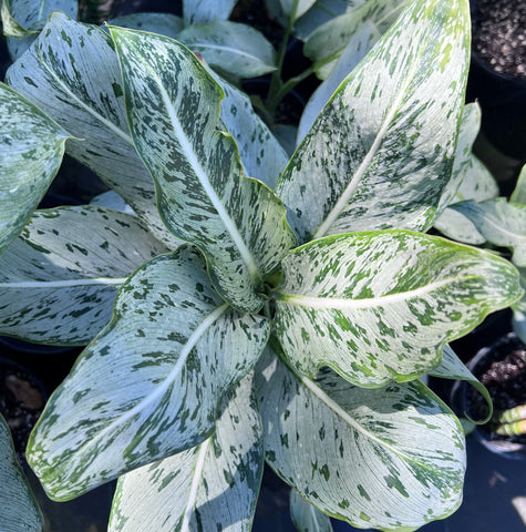 Aglaonema sp. (Silver with green speckles)