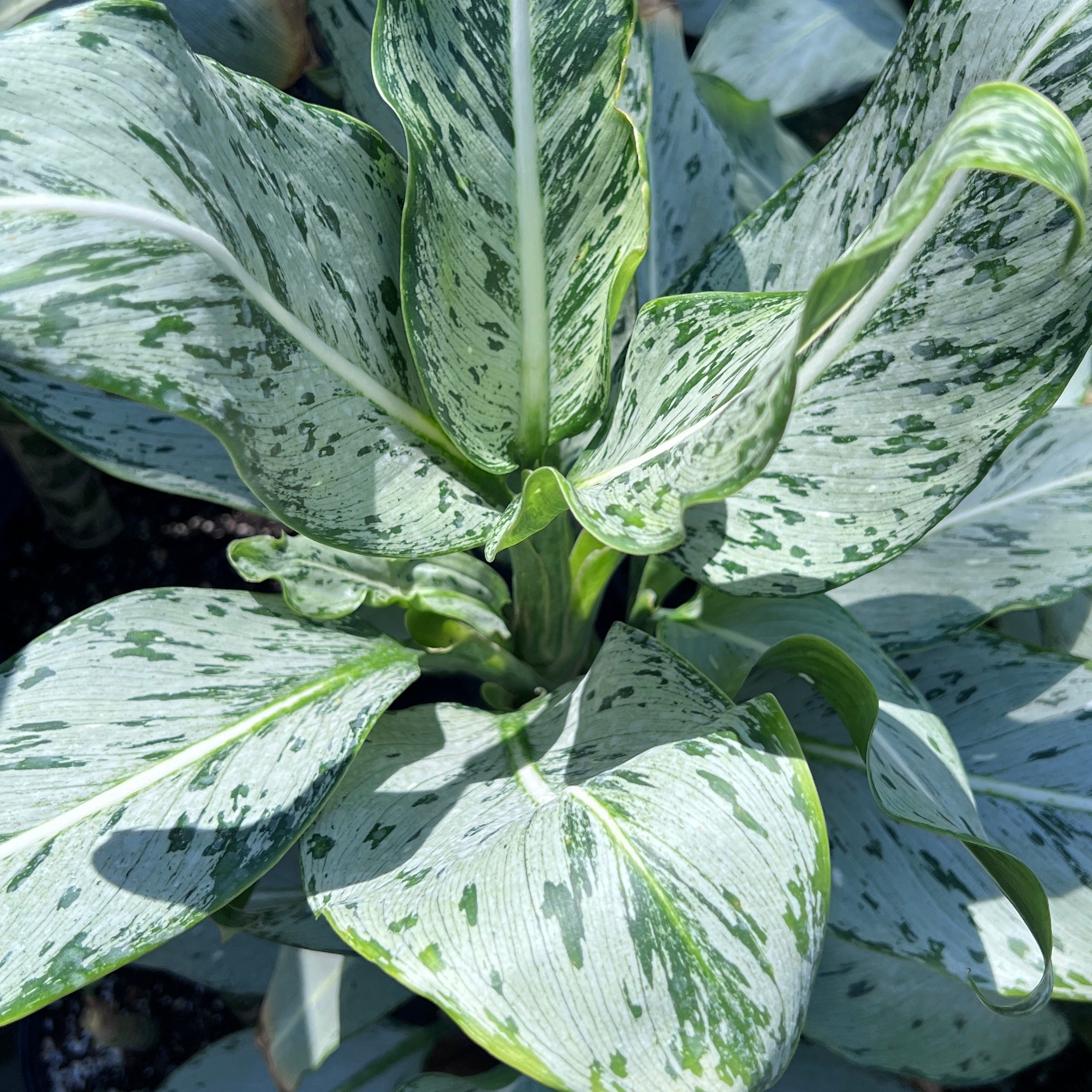 Aglaonema sp. (Silver with green speckles) – Fairchild Tropical