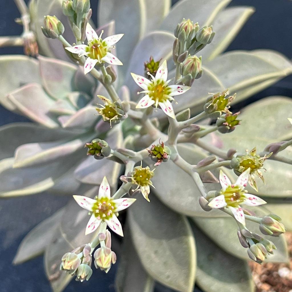 petal leaf succulents Graptopetalum paraguayense