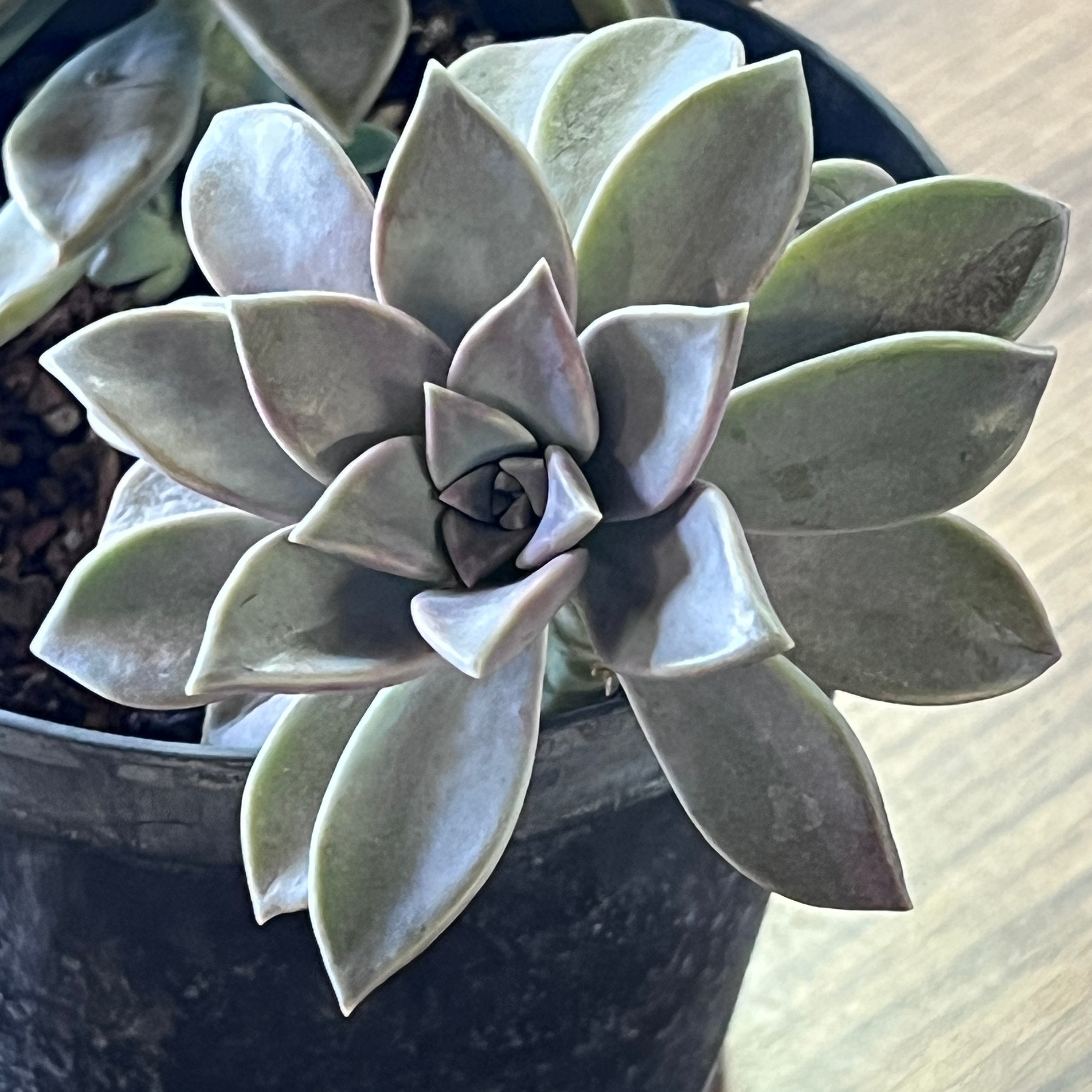 Graptopetalum paraguayense