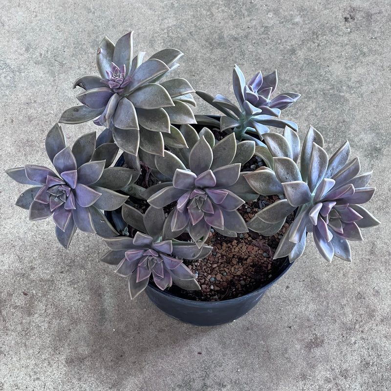 gray succulent plant Graptopetalum paraguayense