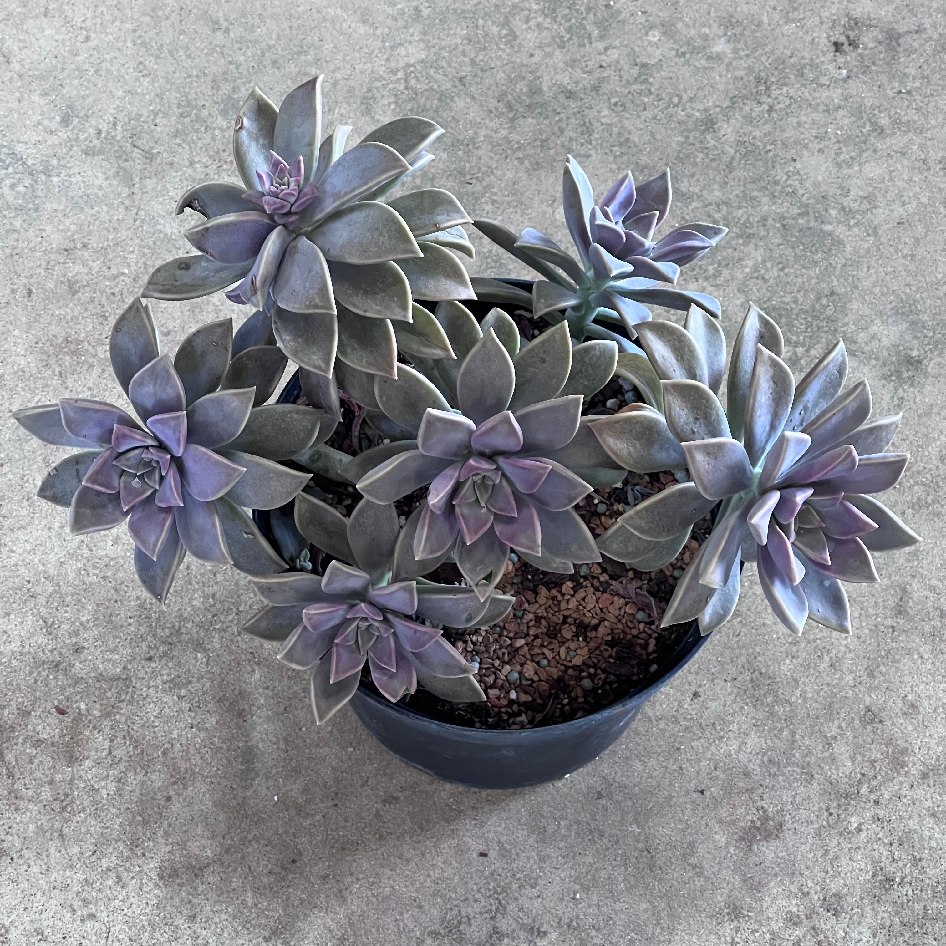 Graptopetalum paraguayense