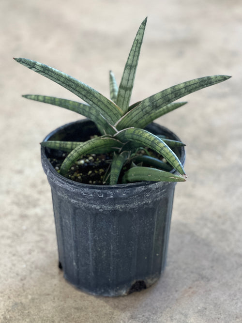pronounce sansevieria Sansevieria hargeisana