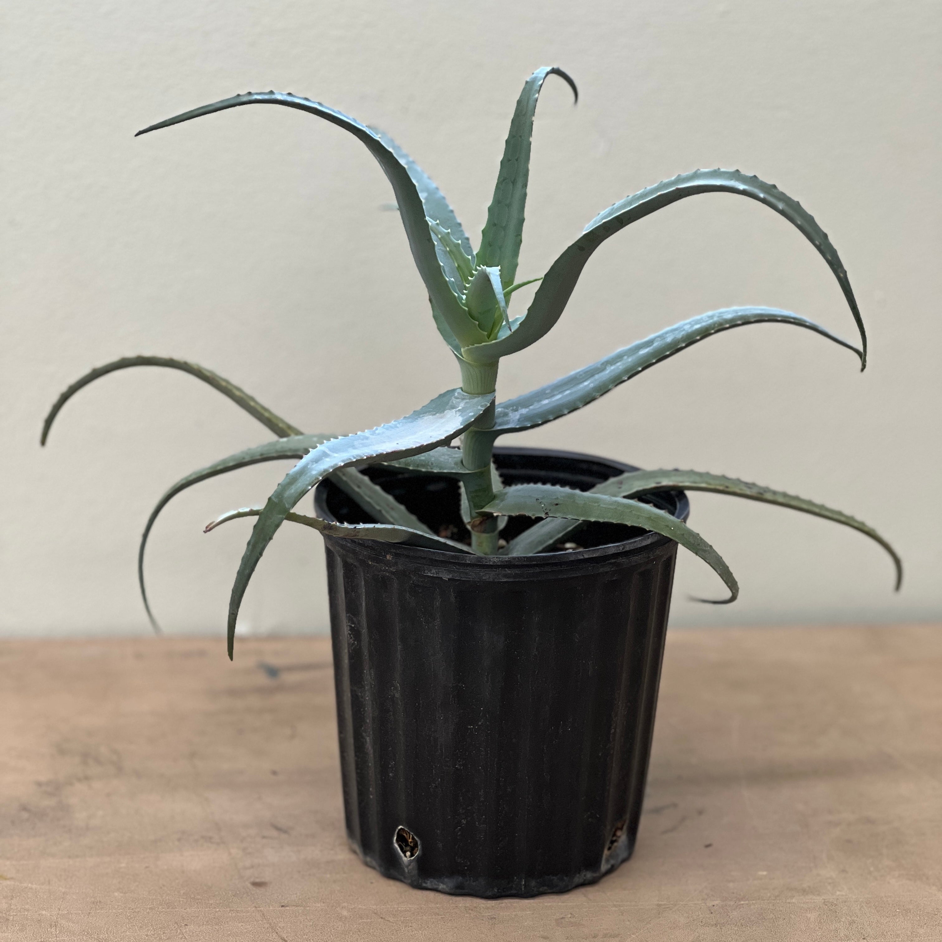 Aloe decaryi