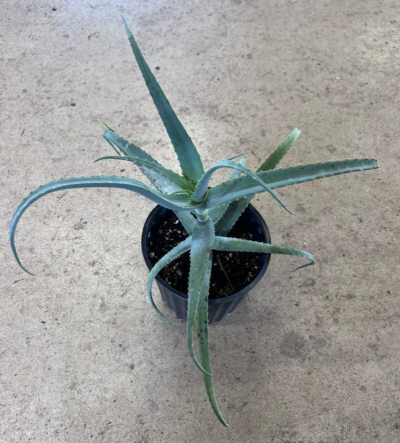 gray aloe vera plant Aloe decaryi