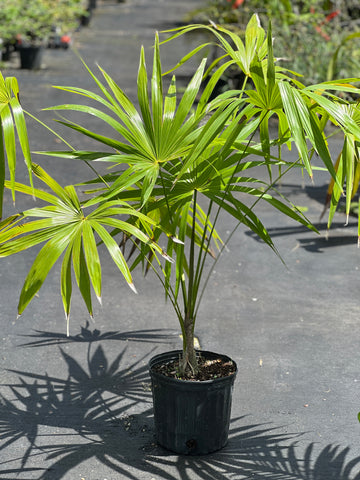 Thrinax parviflora subsp. parviflora