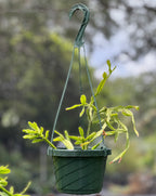 Rhipsalis agudoensis