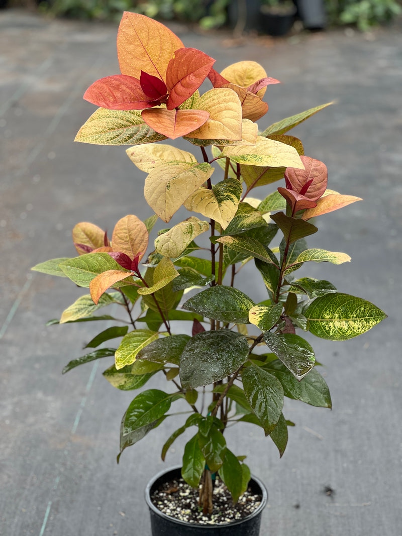 Pseuderanthemum atropurpureum 'Bronze'