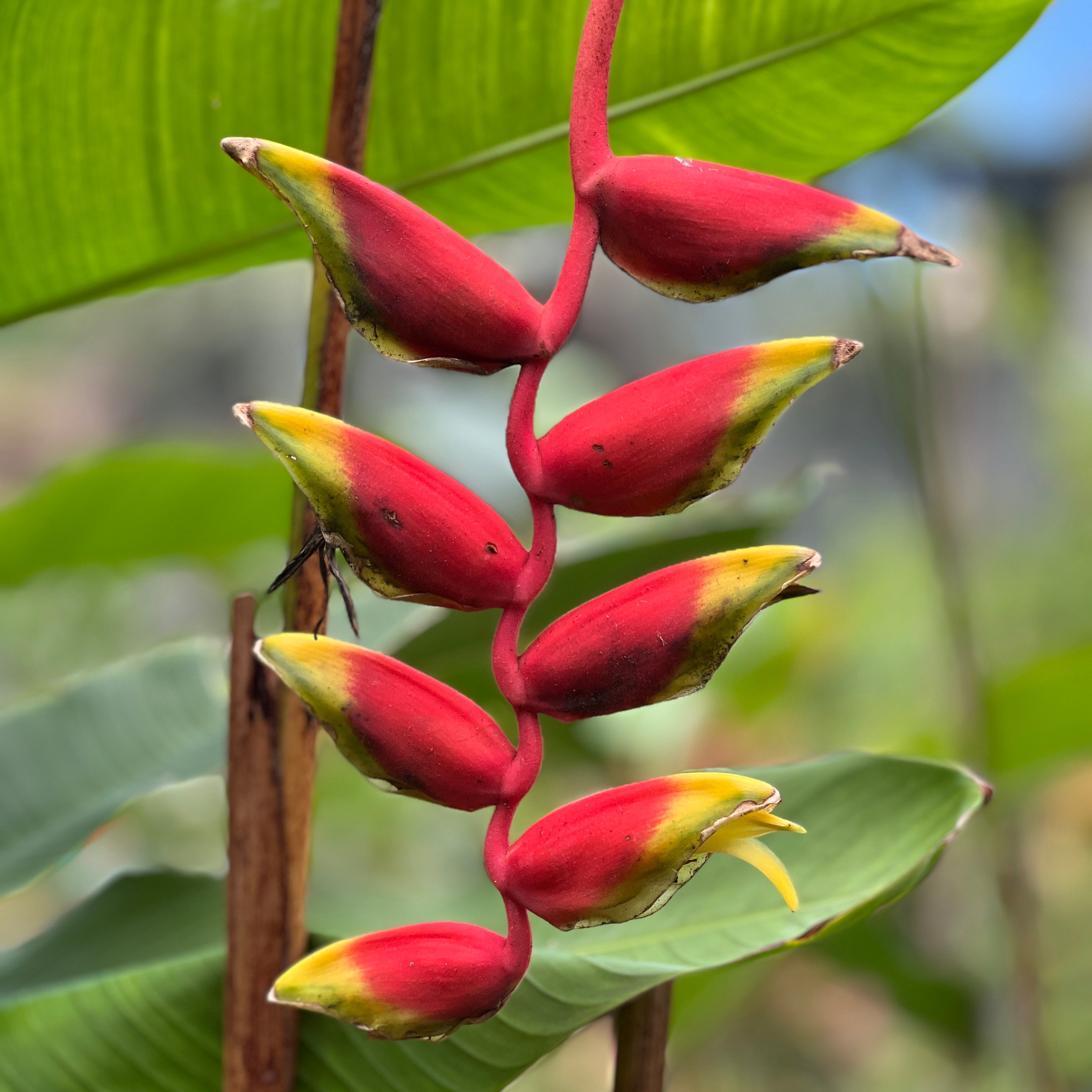 Heliconia rostrata