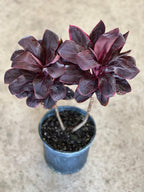 Cordyline fruticosa 'Roly'