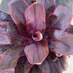 Cordyline fruticosa 'Roly'