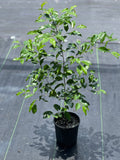 Prunus myrtifolia