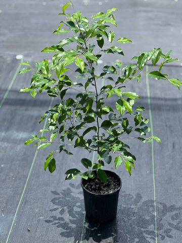 Prunus Myrtifolia