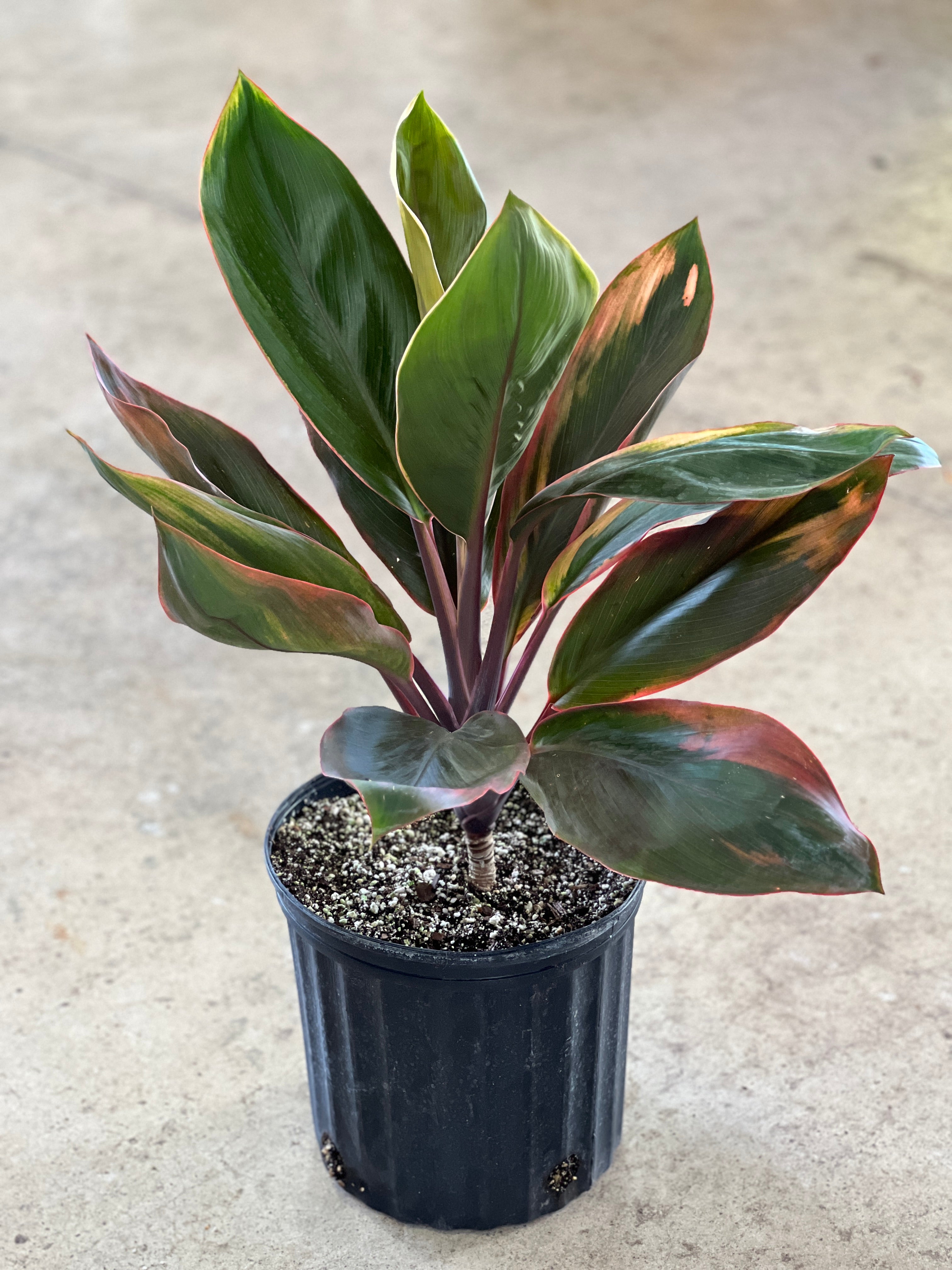 Cordyline fruticosa 'Bronze Sunrise'