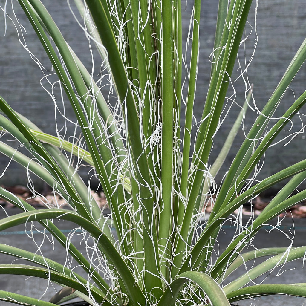 Agave geminiflora