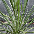 Agave geminiflora