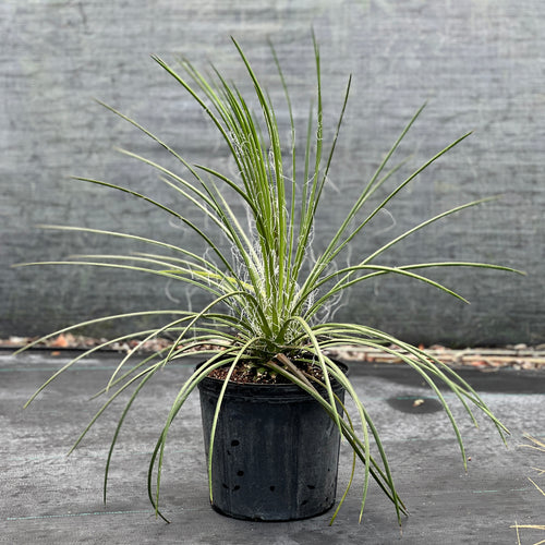 Agave geminiflora