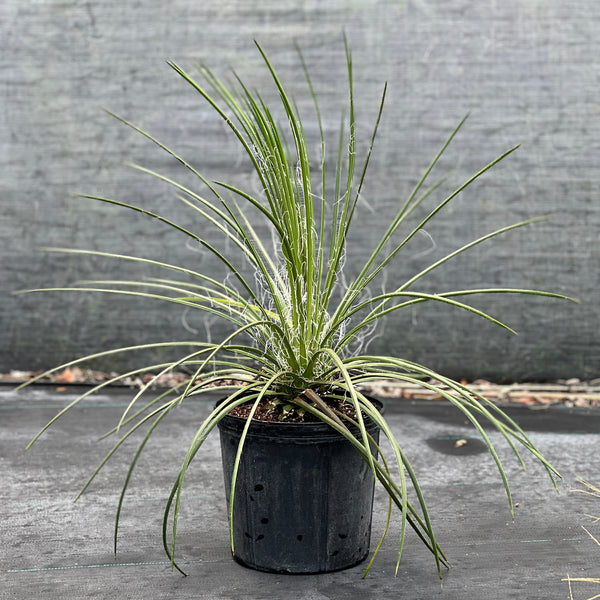 Agave geminiflora
