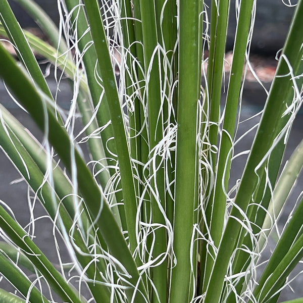 Agave geminiflora
