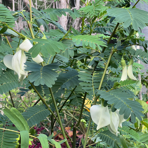 Sesbania grandiflora