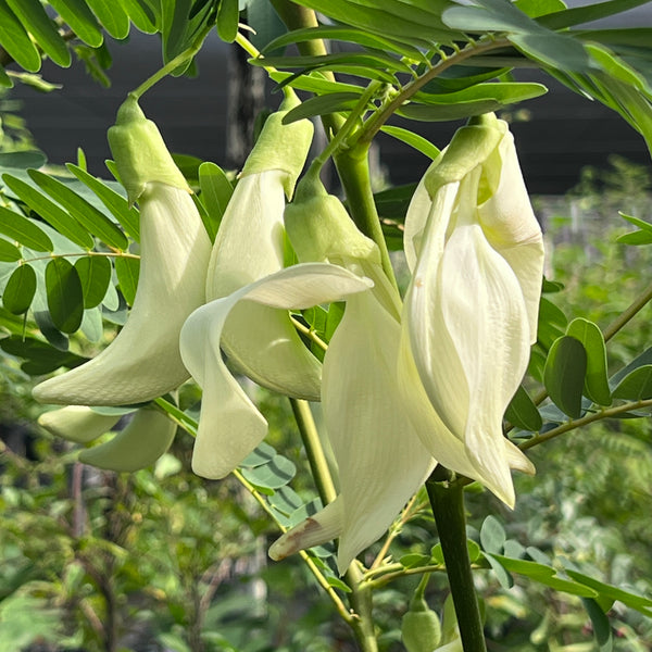 Sesbania grandiflora