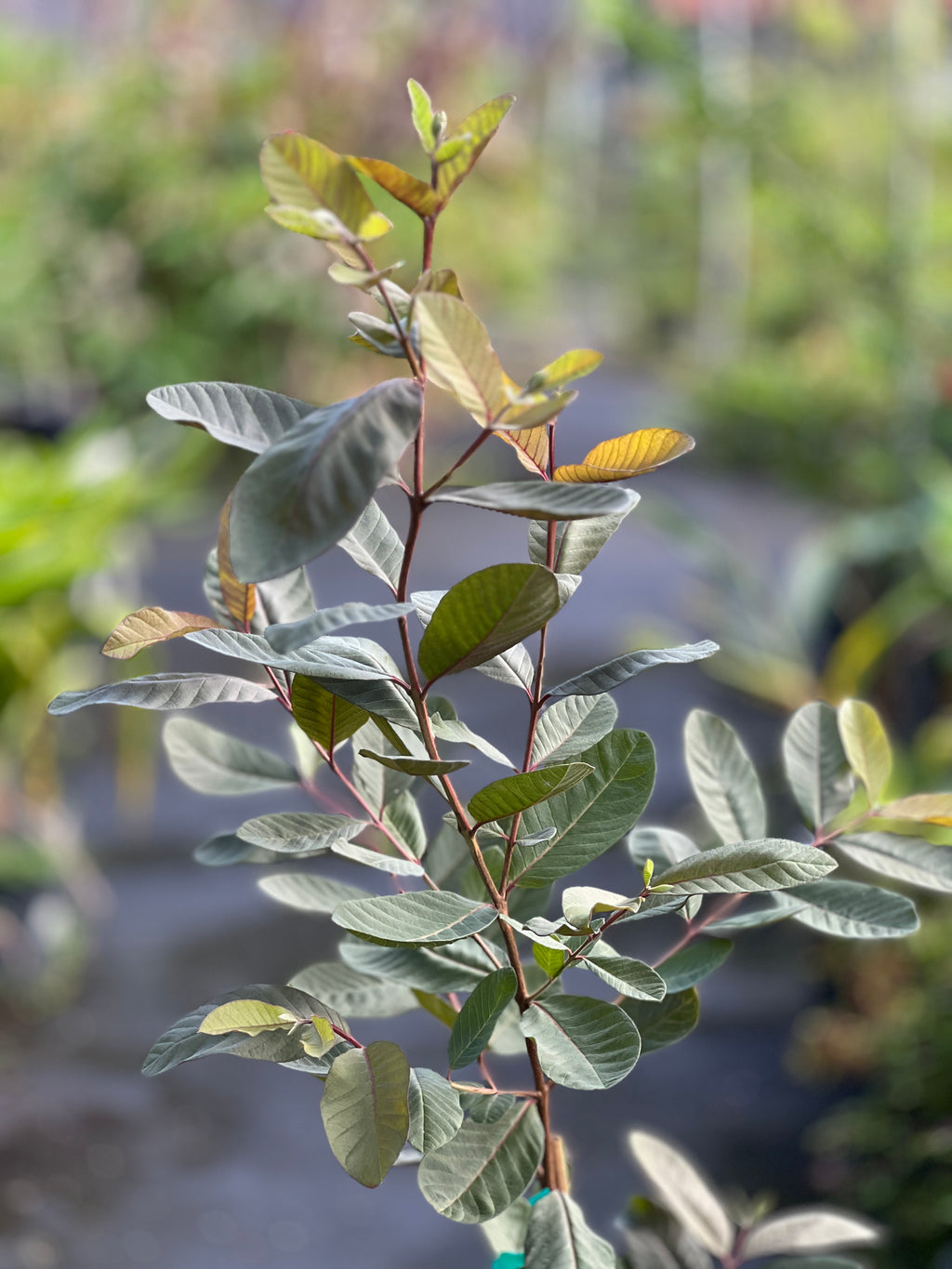 Psidium guajava (Red)