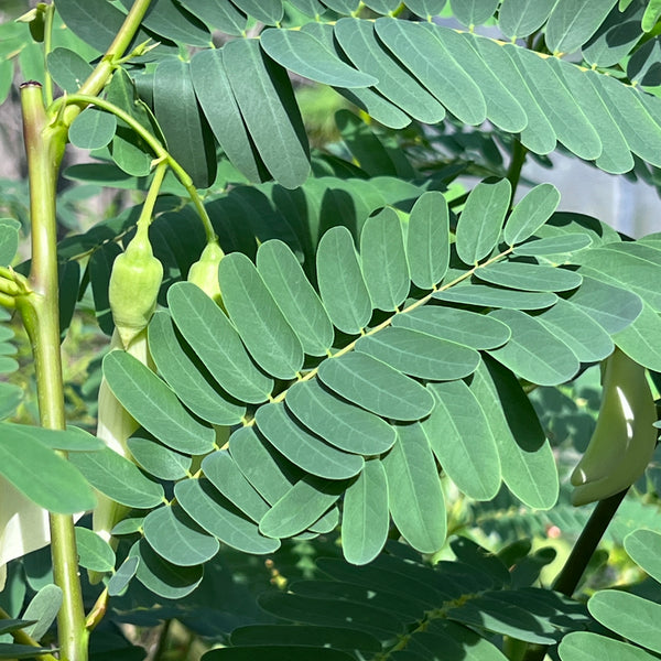 Sesbania grandiflora