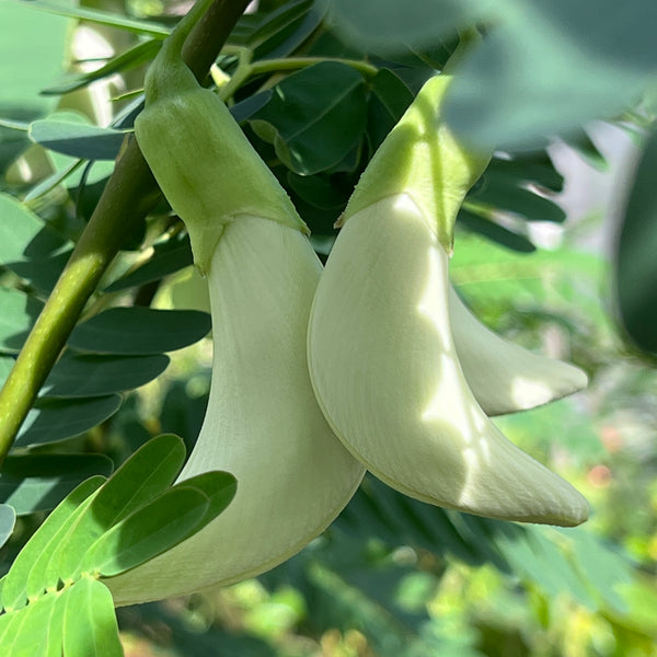 Sesbania grandiflora