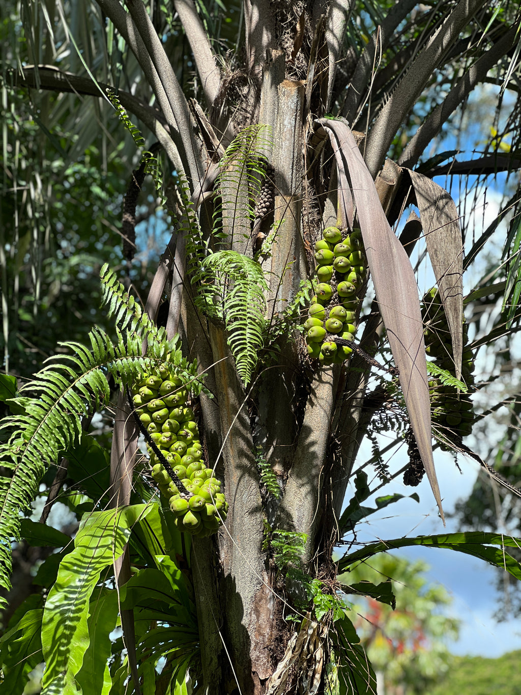 Allagoptera caudescens
