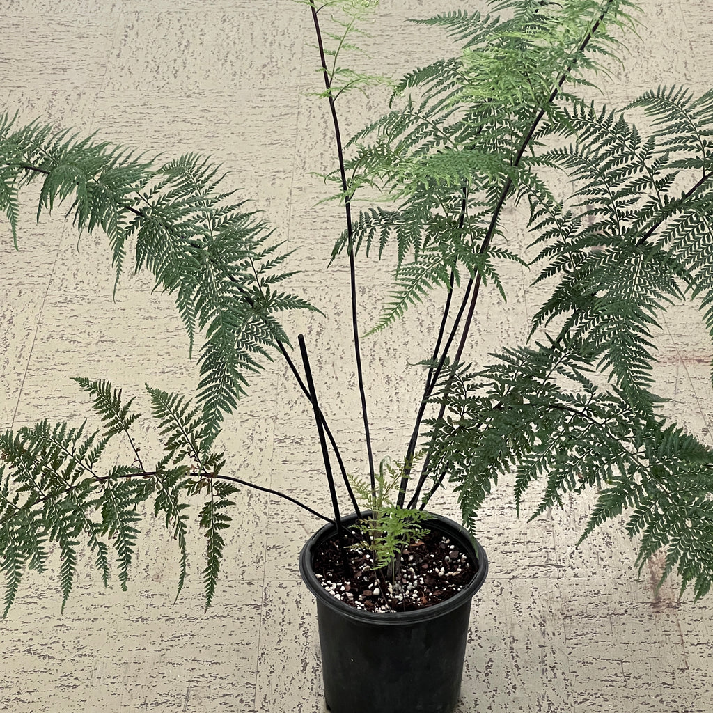 Pityrogramma calomelanos