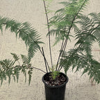 Pityrogramma calomelanos