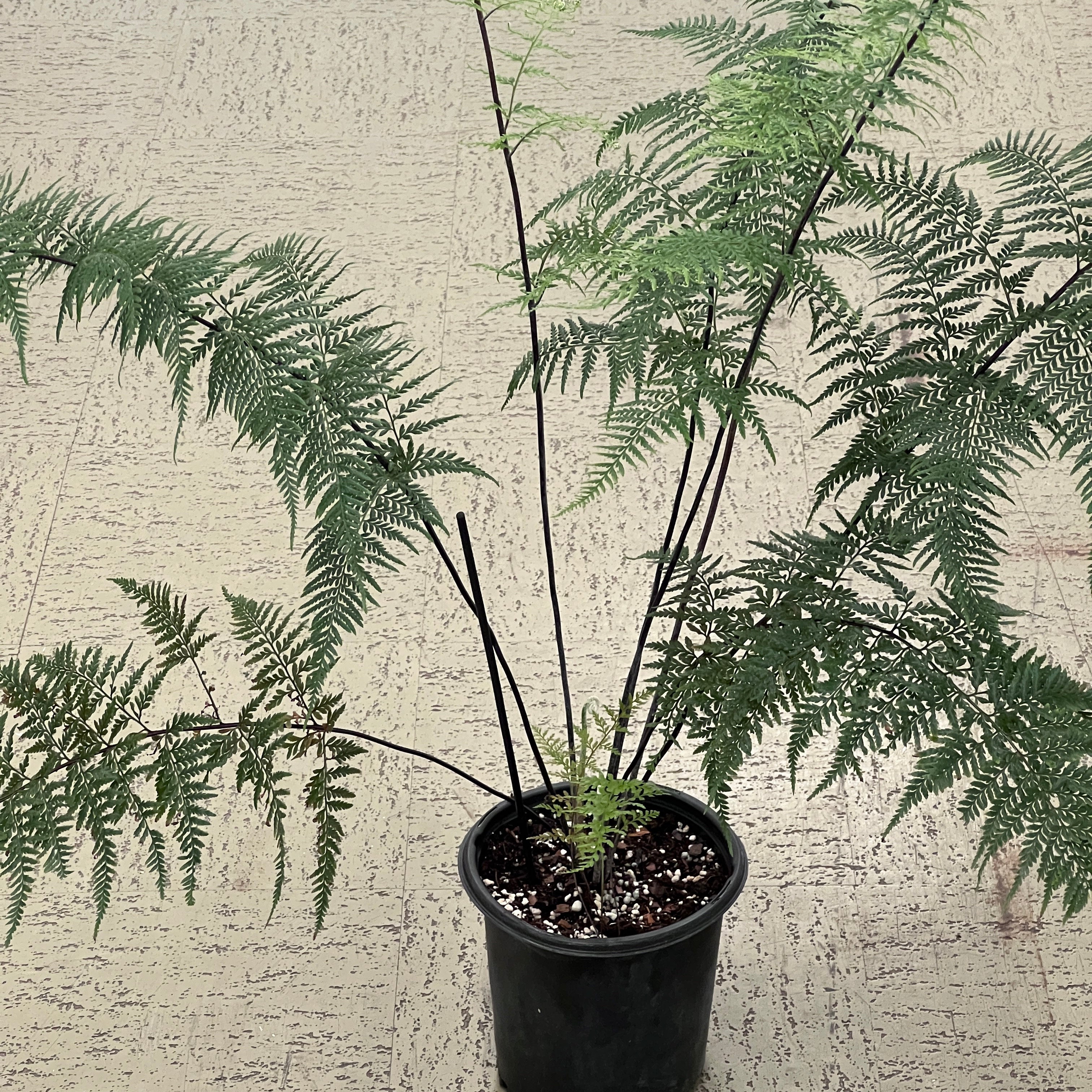 Pityrogramma calomelanos