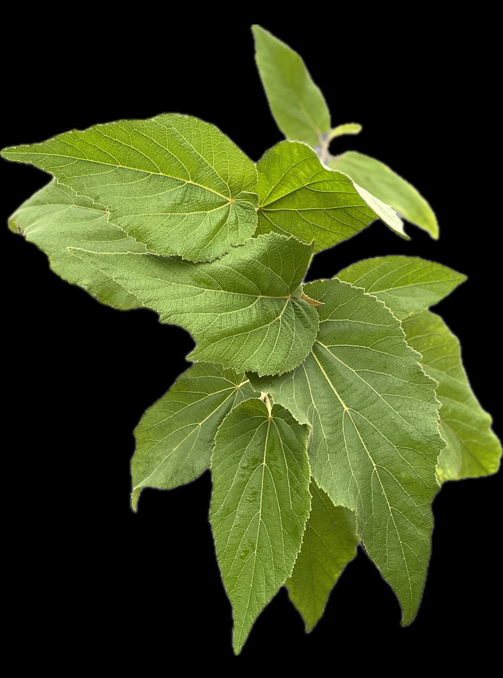 Helicteres jamaicensis