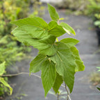 Helicteres jamaicensis