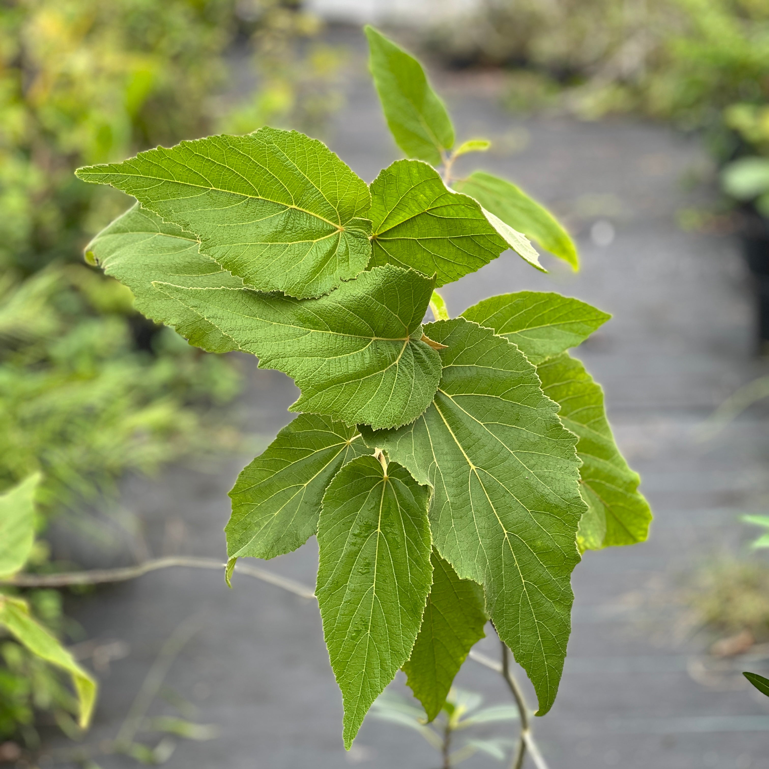 Helicteres jamaicensis