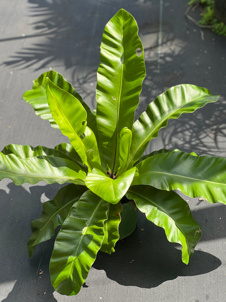 Asplenium nidus