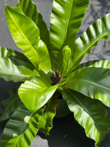 Asplenium nidus