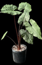 Alocasia plumbea 'Metallica'