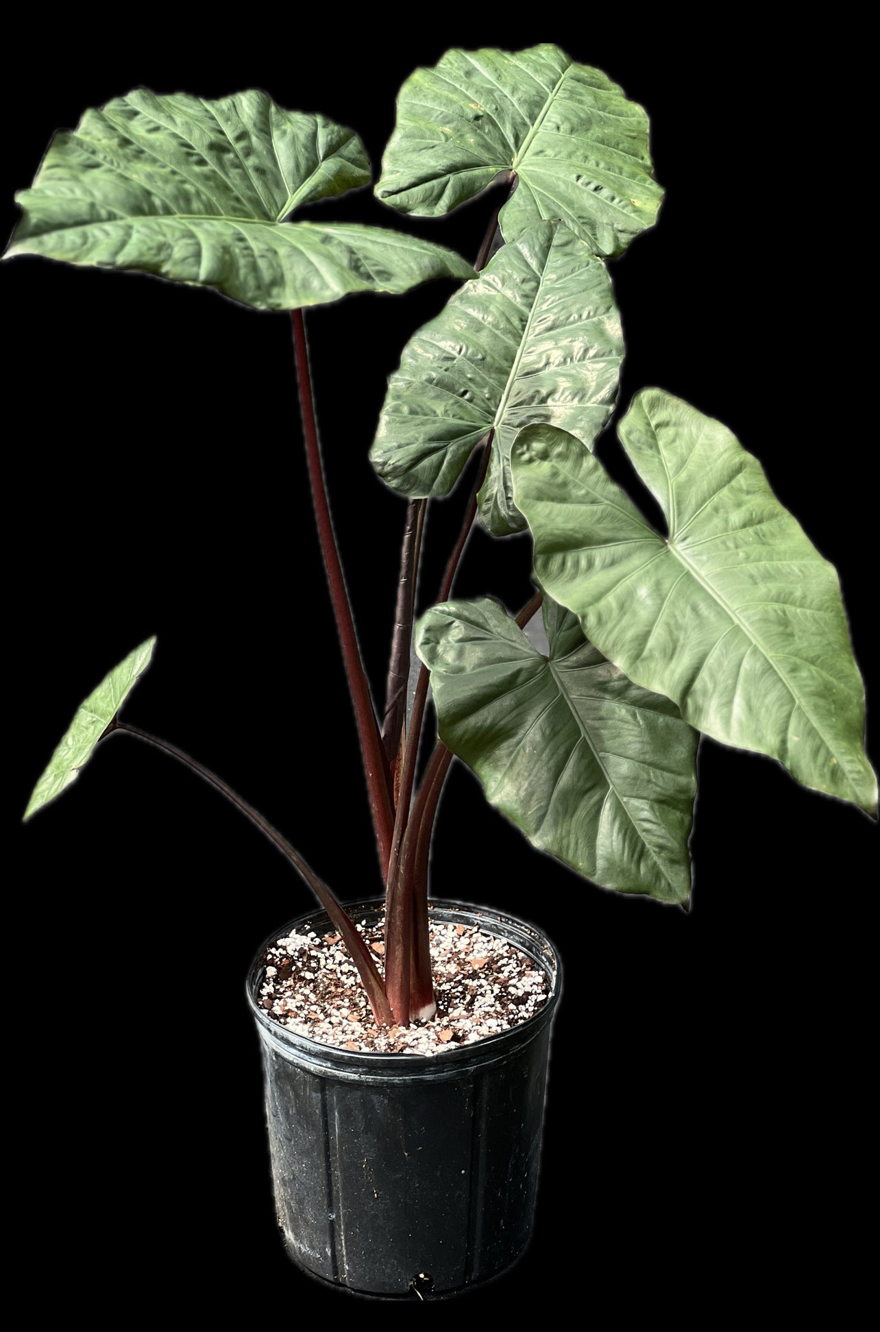Alocasia plumbea 'Metallica'
