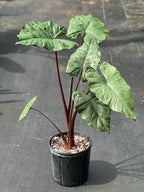 Alocasia plumbea 'Metallica'