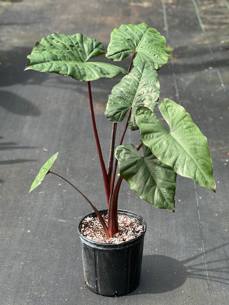 Alocasia plumbea 'Metallica'