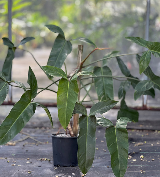 Philodendron mexicanum