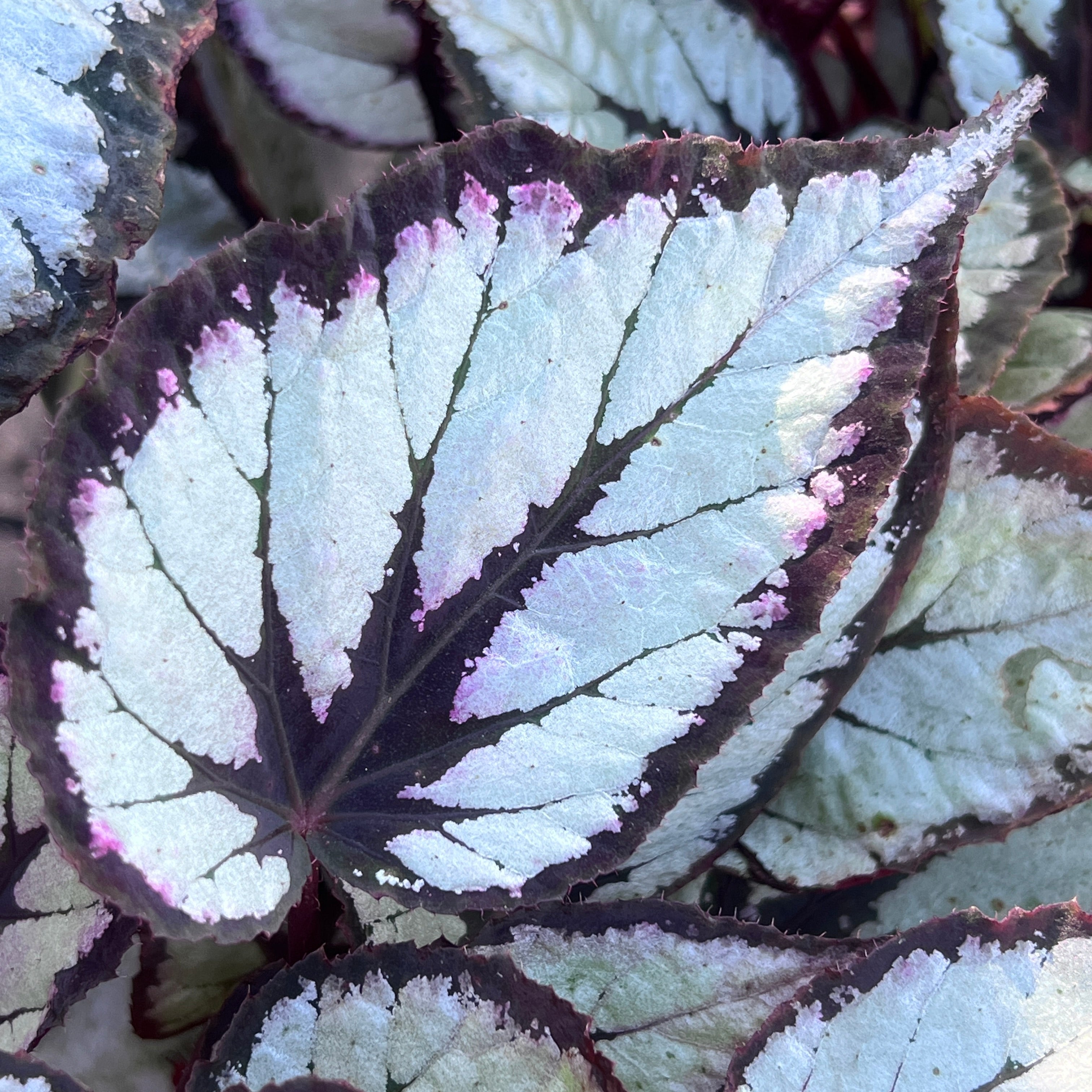 Begonia rex-cultorum