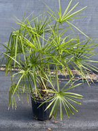 Livistona benthamii