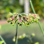 Euphorbia bracteata