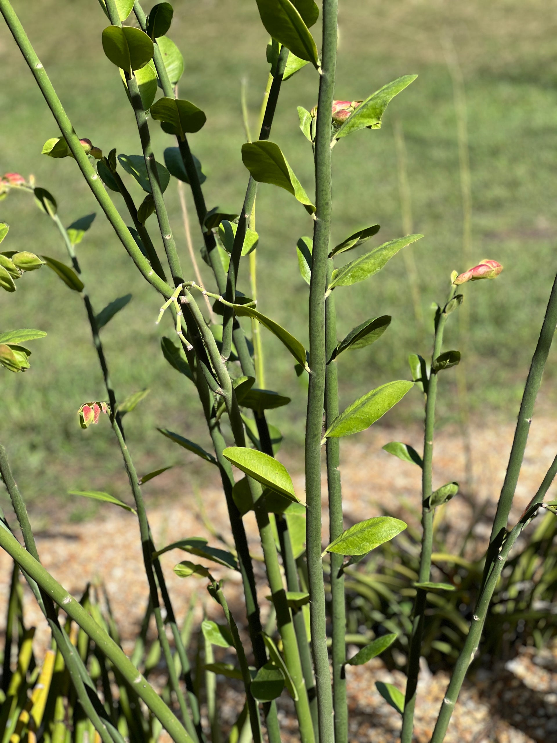 succulent with milky sap Euphorbia bracteata