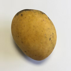 Mangifera indica 'Gary' Tree